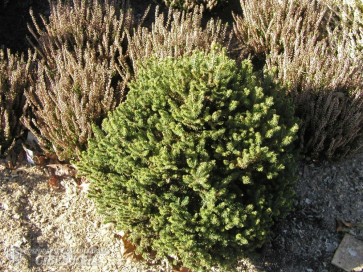 Świerk pospolity 'Will's Zwerg'