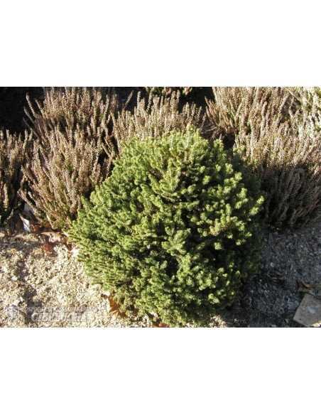 Świerk pospolity 'Will's Zwerg'