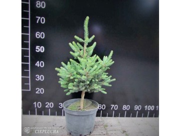 Świerk pospolity 'Will's Zwerg' 2