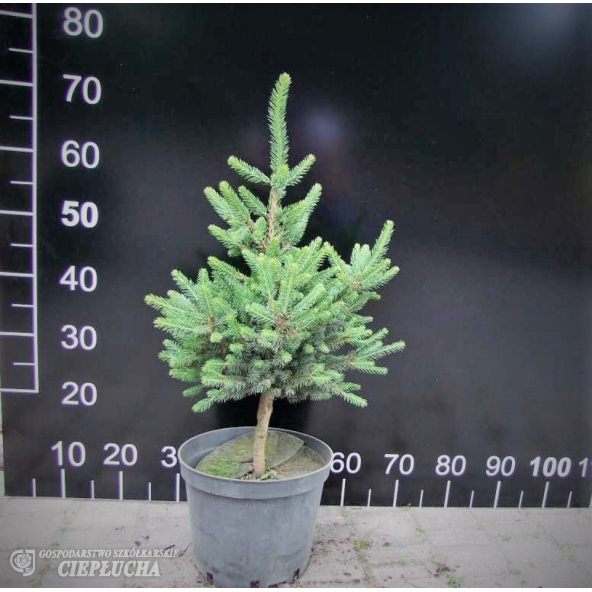 Świerk pospolity 'Will's Zwerg'