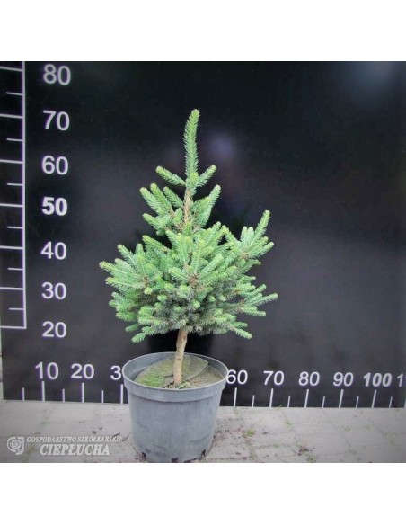 Świerk pospolity 'Will's Zwerg'