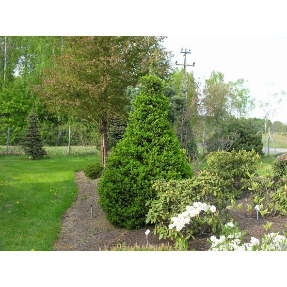 Świerk pospolity 'Will's Zwerg'