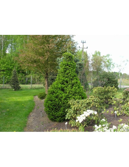 Świerk pospolity 'Will's Zwerg'