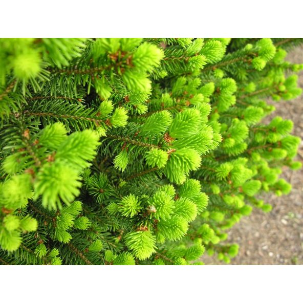 Świerk pospolity 'Will's Zwerg'