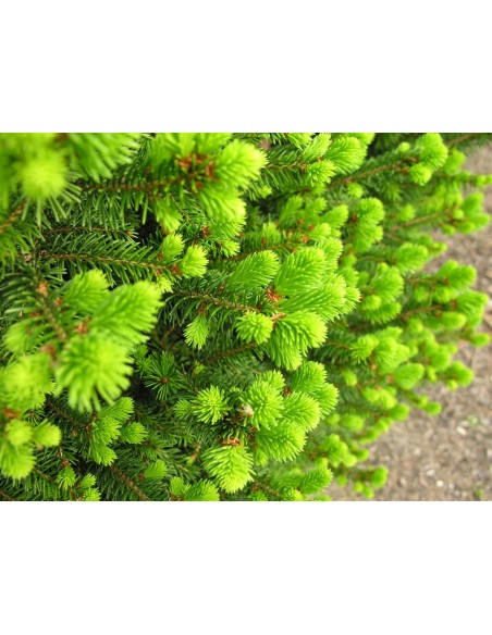 Świerk pospolity 'Will's Zwerg'