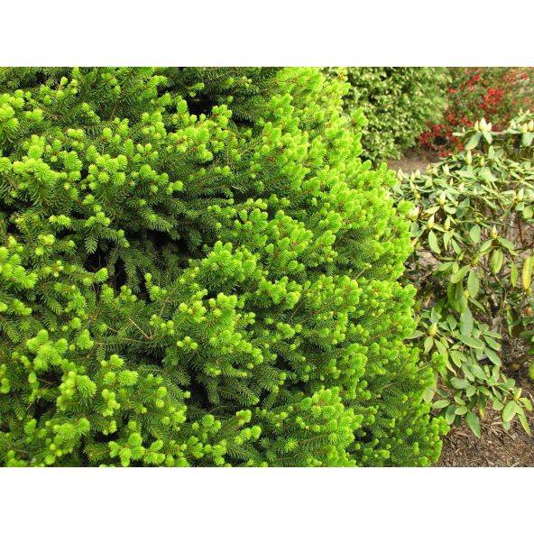 Świerk pospolity 'Will's Zwerg'