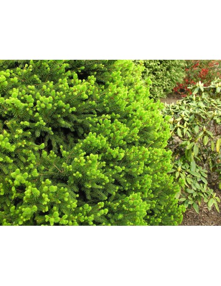 Świerk pospolity 'Will's Zwerg'