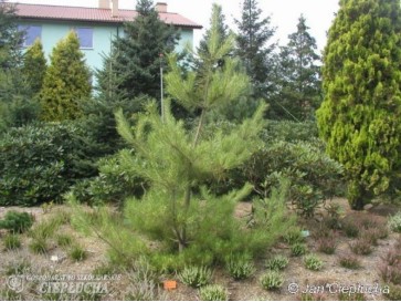 Sosna gęstokwiatowa 'Oculus-draconis'
