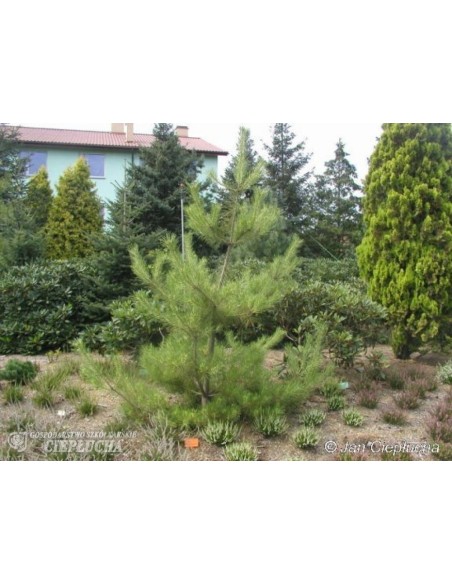 Sosna gęstokwiatowa 'Oculus-draconis'