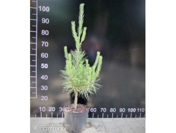 Sosna gęstokwiatowa 'Oculus-draconis' 2