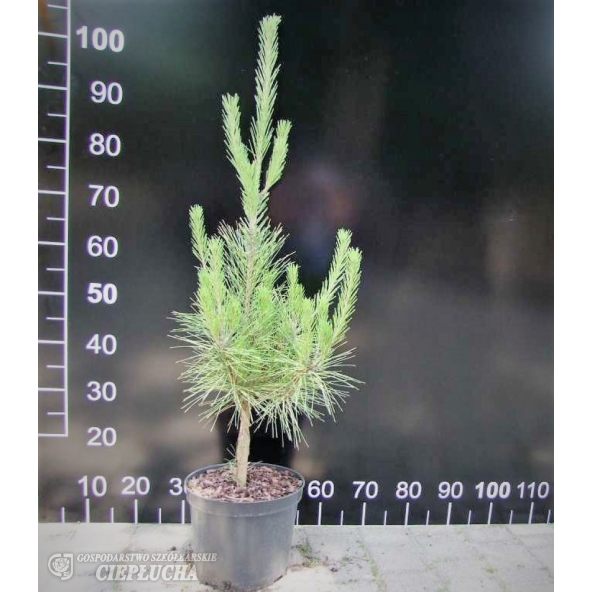 Sosna gęstokwiatowa 'Oculus-draconis'