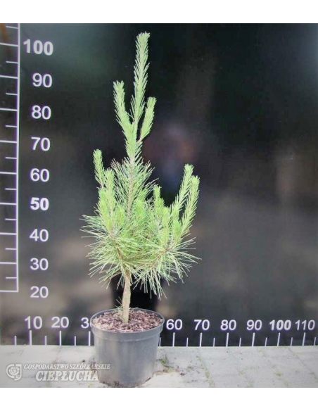 Sosna gęstokwiatowa 'Oculus-draconis'