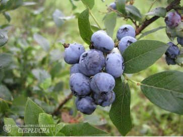 Borówka amerykańska Bluecrop
