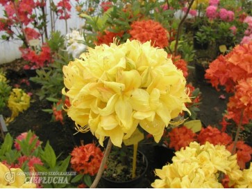 Azalia Golden Sunset