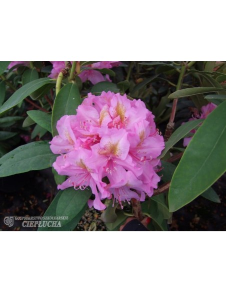 Różanecznik Late Kiss