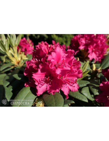 Różanecznik Neon Kiss