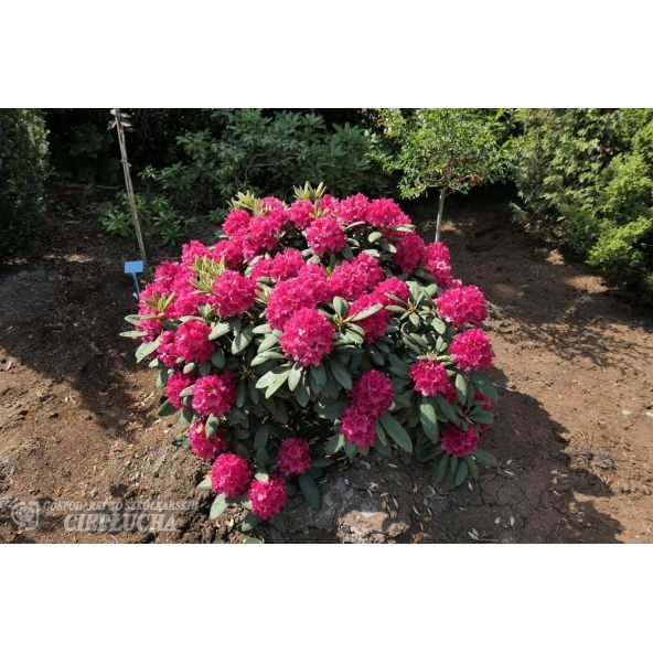 Różanecznik Neon Kiss