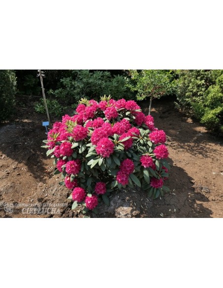 Różanecznik Neon Kiss