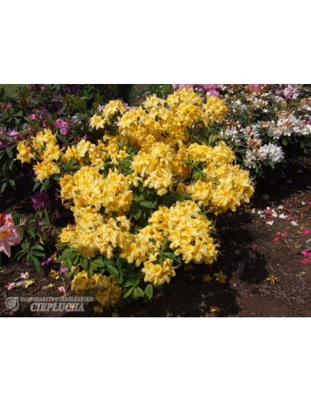 Azalia Golden Sunset