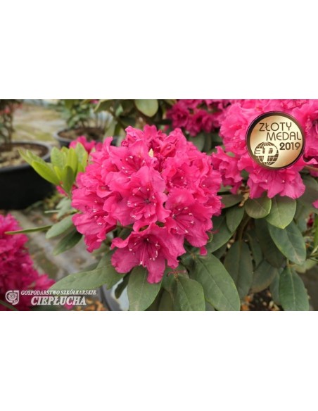 Różanecznik Double Kiss