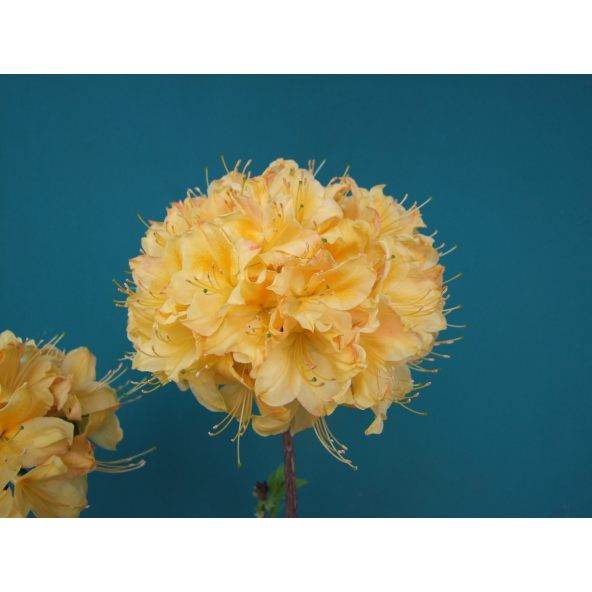 Azalia Golden Sunset