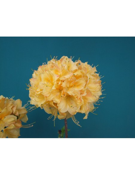 Azalia Golden Sunset