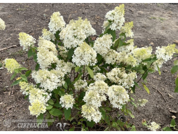 Hortensja bukietowa Bokrathirteen MAGICAL SWEET SUMMER