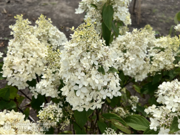 Hortensja bukietowa Bokrathirteen MAGICAL SWEET SUMMER 2