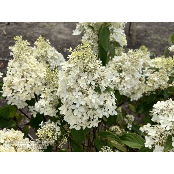 Hortensja bukietowa Bokrathirteen MAGICAL SWEET SUMMER