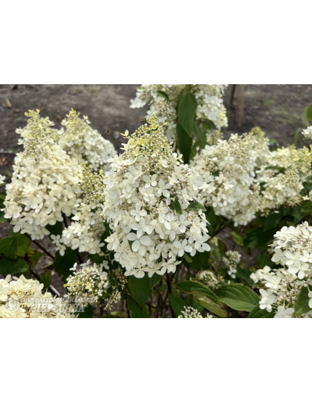 Hortensja bukietowa Bokrathirteen MAGICAL SWEET SUMMER