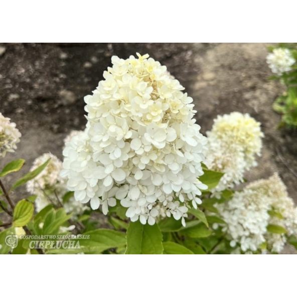 Hortensja bukietowa Bokrathirteen MAGICAL SWEET SUMMER