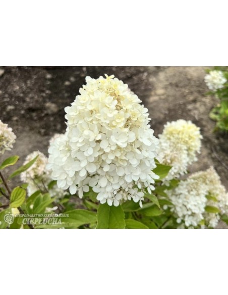 Hortensja bukietowa Bokrathirteen MAGICAL SWEET SUMMER