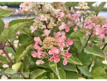 Hortensja bukietowa HPOPR018 EARLY HARRY