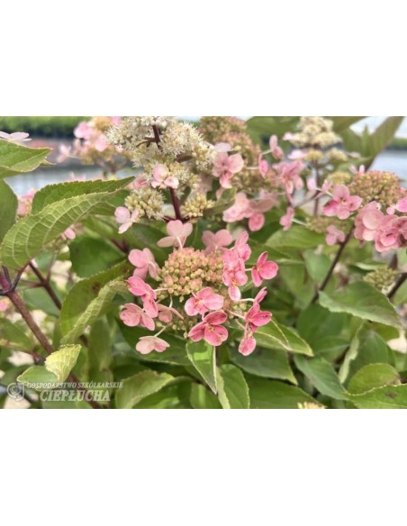 Hortensja bukietowa HPOPR018 EARLY HARRY