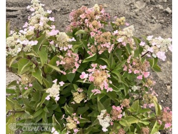 Hortensja bukietowa HPOPR018 EARLY HARRY 2