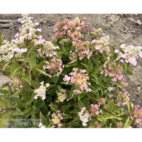 Hortensja bukietowa HPOPR018 EARLY HARRY