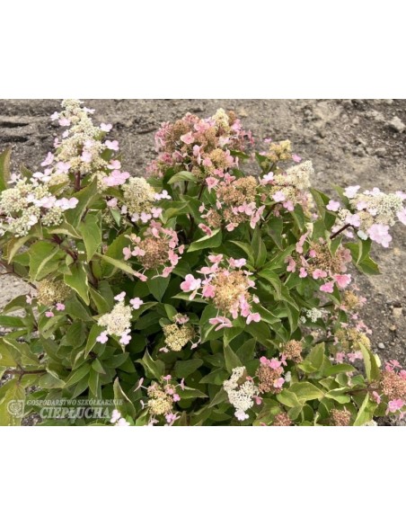 Hortensja bukietowa HPOPR018 EARLY HARRY