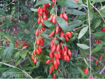 Jagoda Goji - New Big