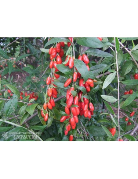 Jagoda Goji - New Big