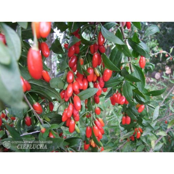 Jagoda Goji - New Big