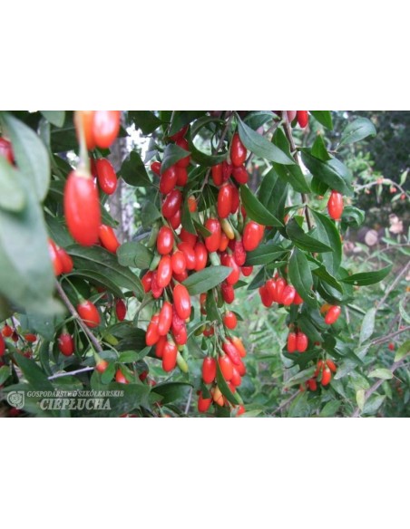 Jagoda Goji - New Big