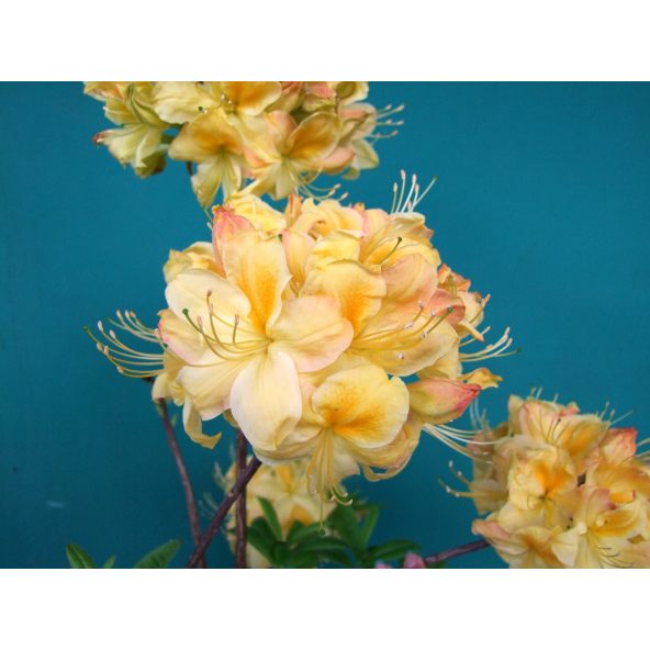 Azalia Golden Sunset