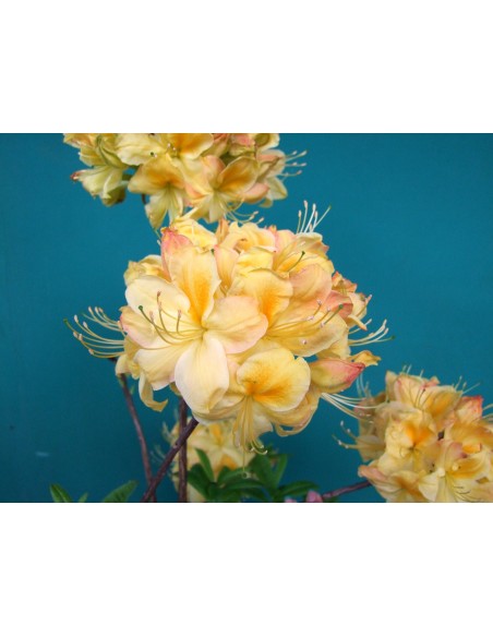 Azalia Golden Sunset