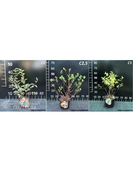 Jagoda kamczacka Vostorg