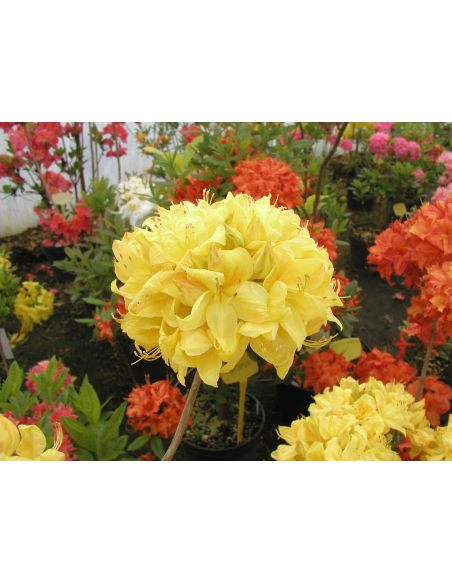 Azalia Golden Sunset