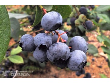 Borówka amerykańska Hardyblue