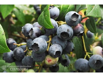 Borówka amerykańska Hardyblue 2