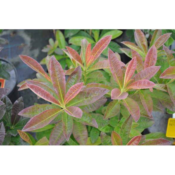 Azalia Golden Sunset