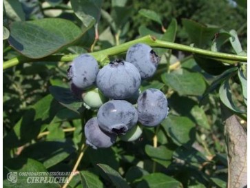 Borówka amerykańska Nelson