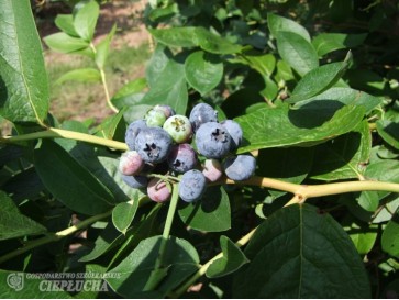 Borówka amerykańska Nelson 2